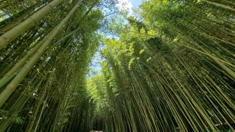 Thanh Cong Bamboo Forest