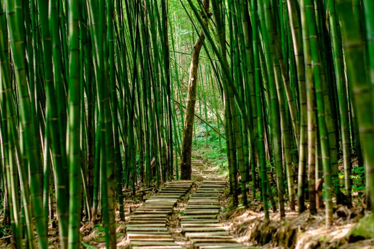 Thanh Cong Bamboo Forest