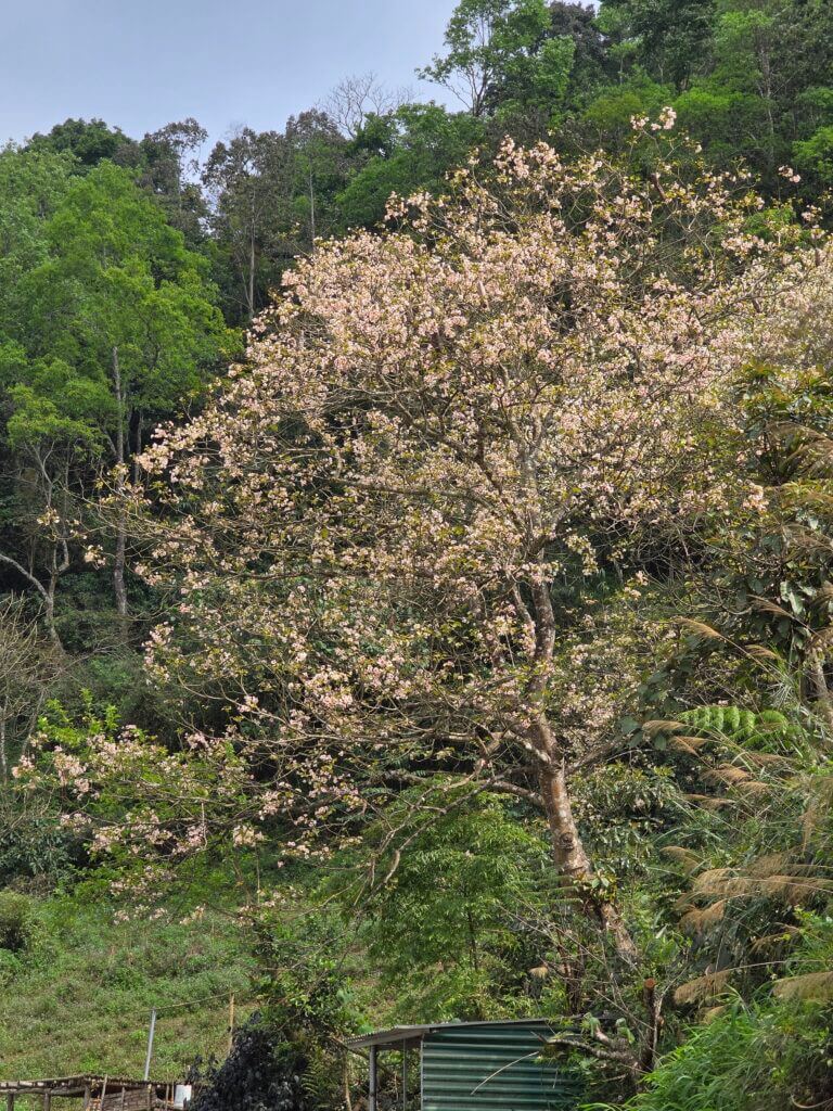 Cây trẩu đẹp