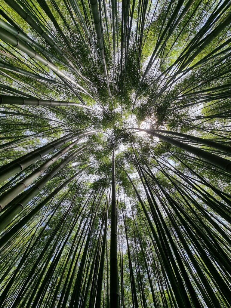 朗潘竹林