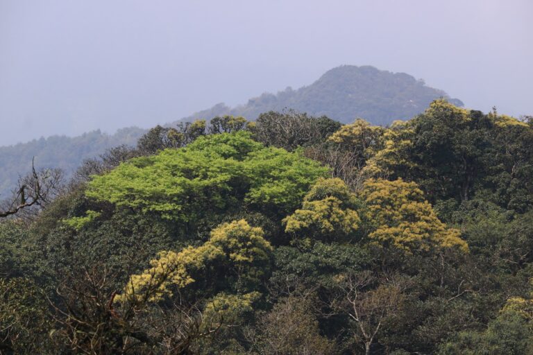 Phia Oac Peak (1,931 m)