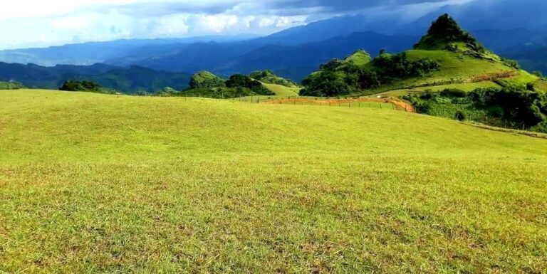 Đồi cỏ Phiêng Mường - Xã Bảo Lâm
