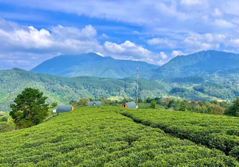 Đồn điền chè Kolia