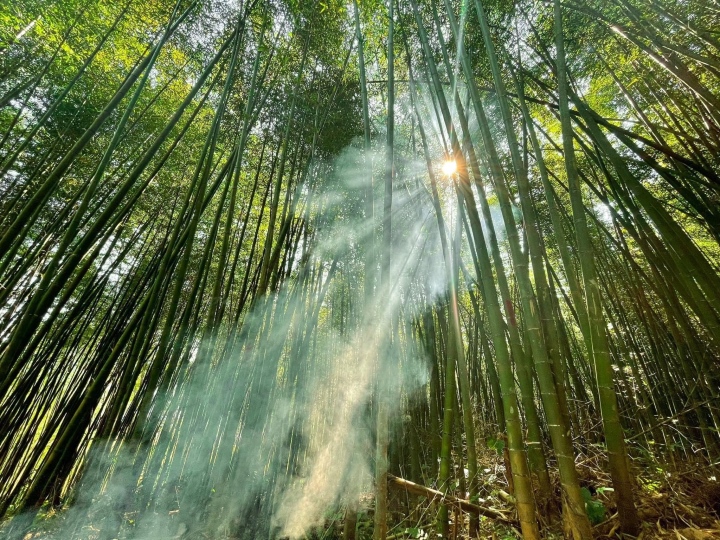 朗潘竹林