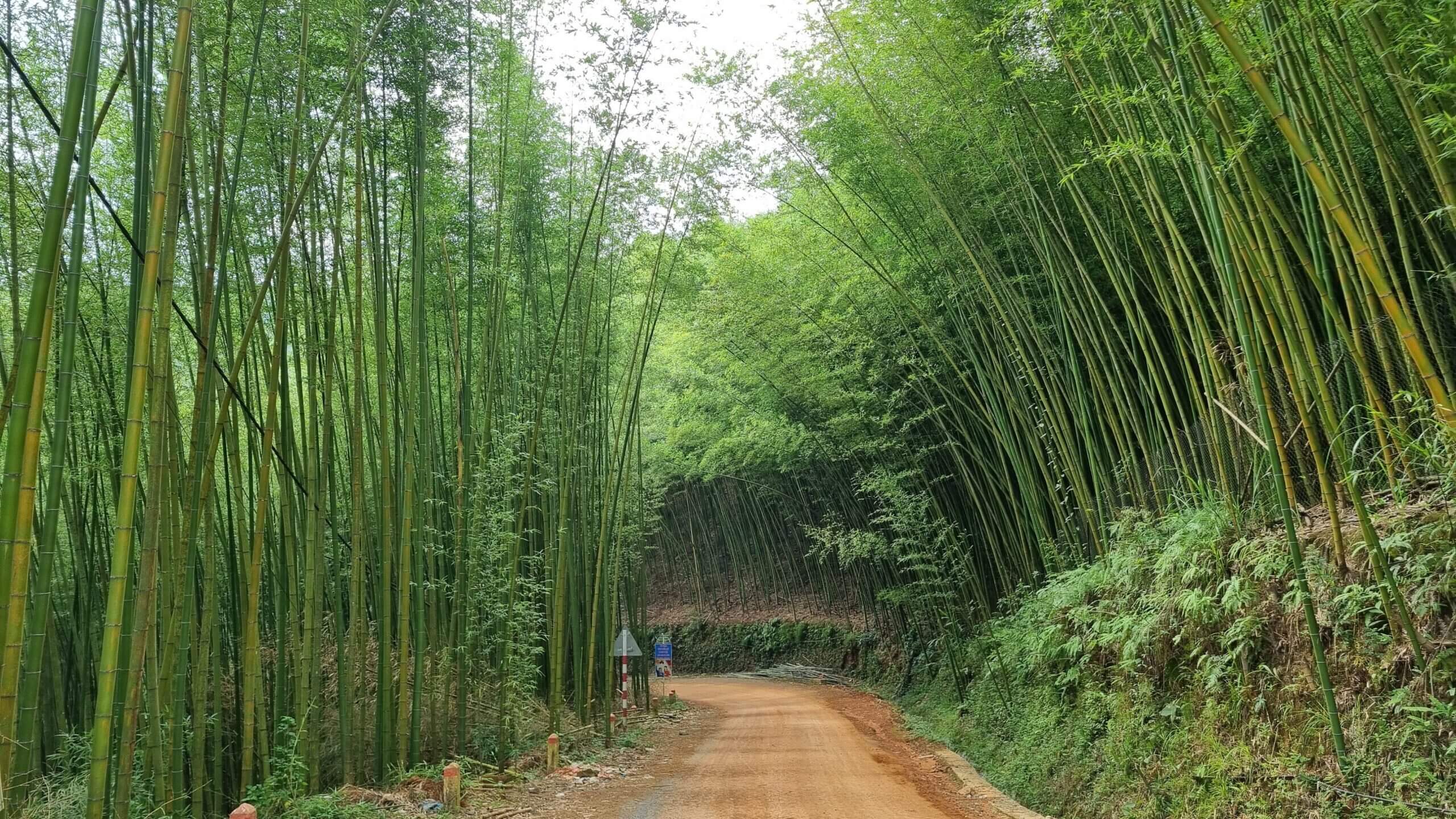 Rừng trúc Lũng Pán
