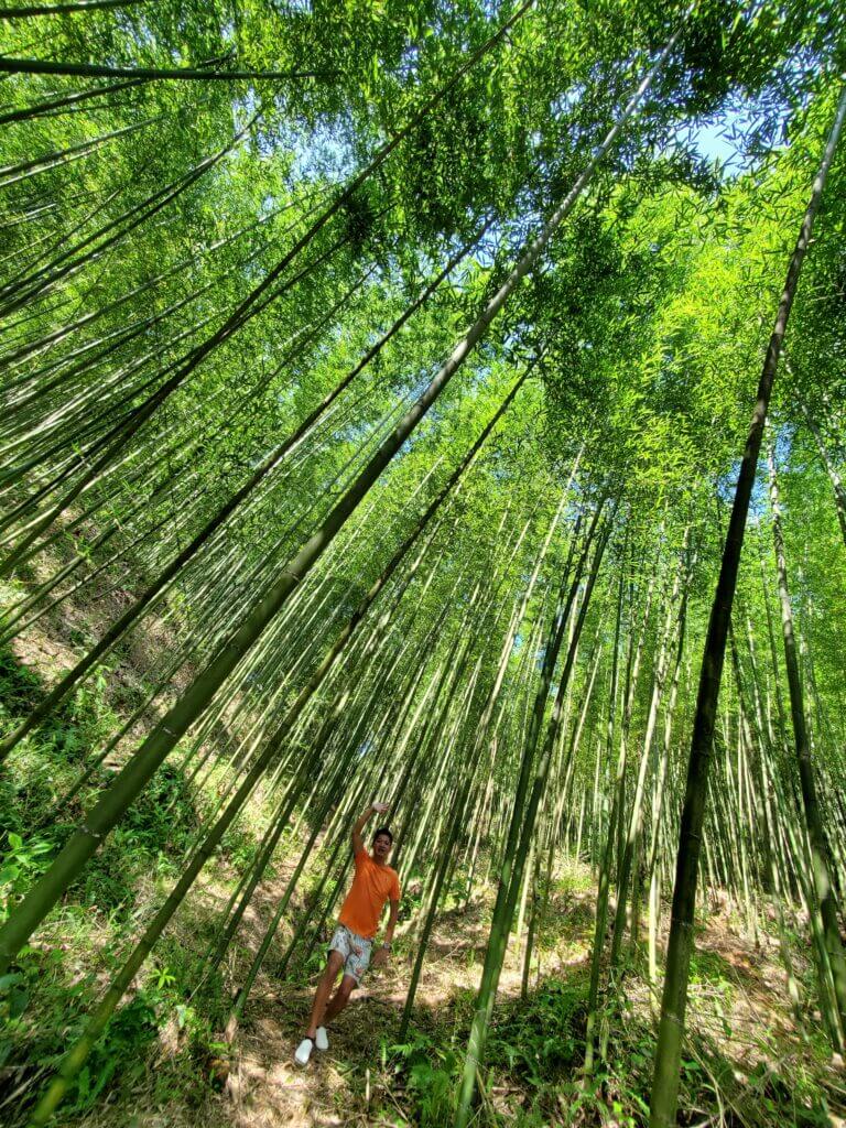 Rừng trúc Nguyên Bình - Xã Tỉnh Túc