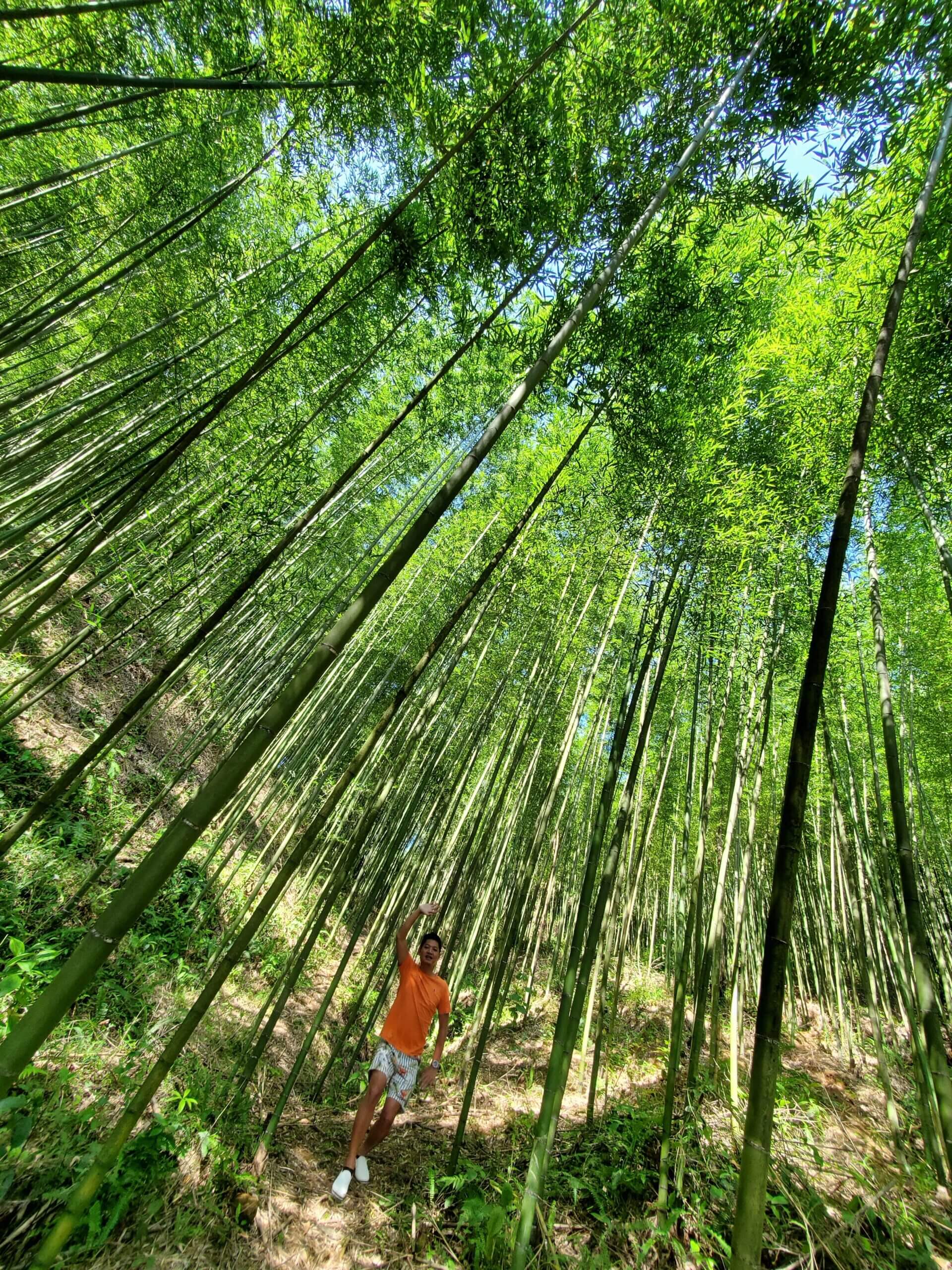 Rừng trúc Nguyên Bình