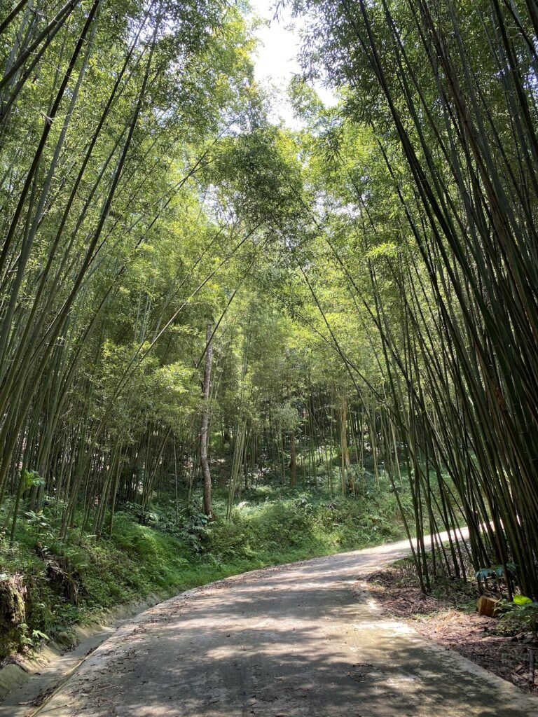 Thanh Cong Bamboo Forest